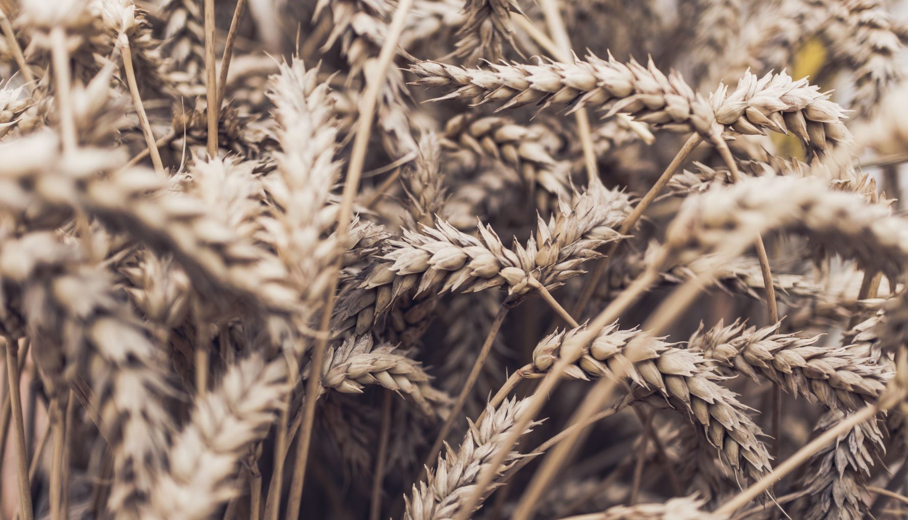 ╫ 3 Ways to help Rise on Fire reach the nations! [PODCAST]