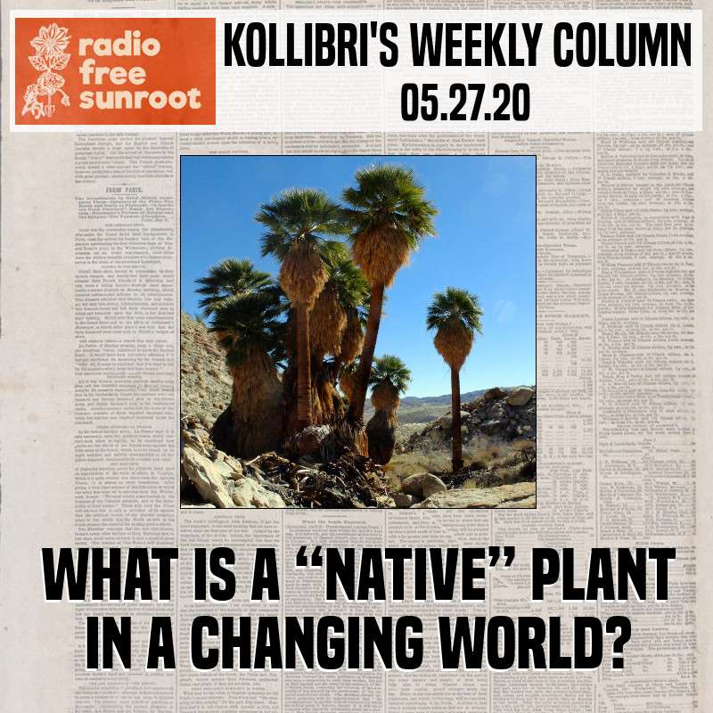 Kollibri\'s Weekly Column