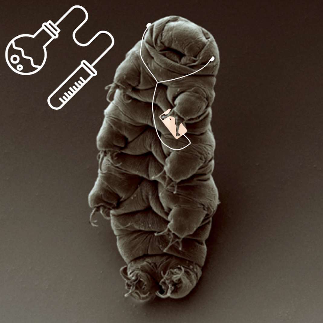 How did tardigrades become immortal?