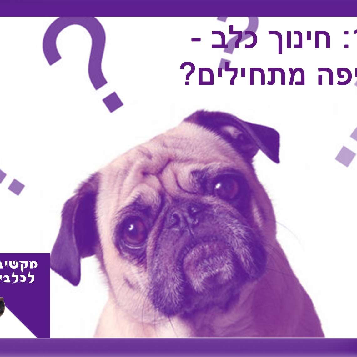 S1:E13 – חינוך הכלב - מאיפה מתחילים