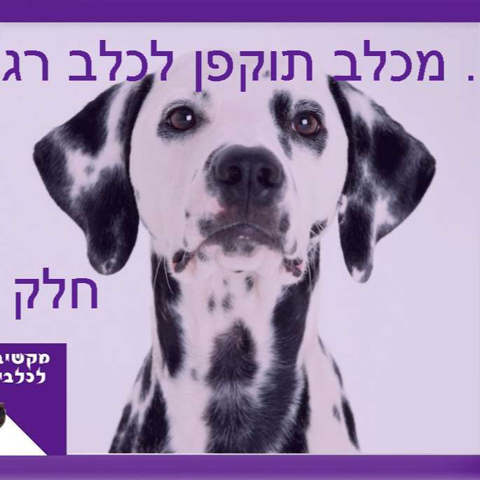 S1:E20 – מכלב תוקפן לכלב רגוע - חלק ב episode artwork