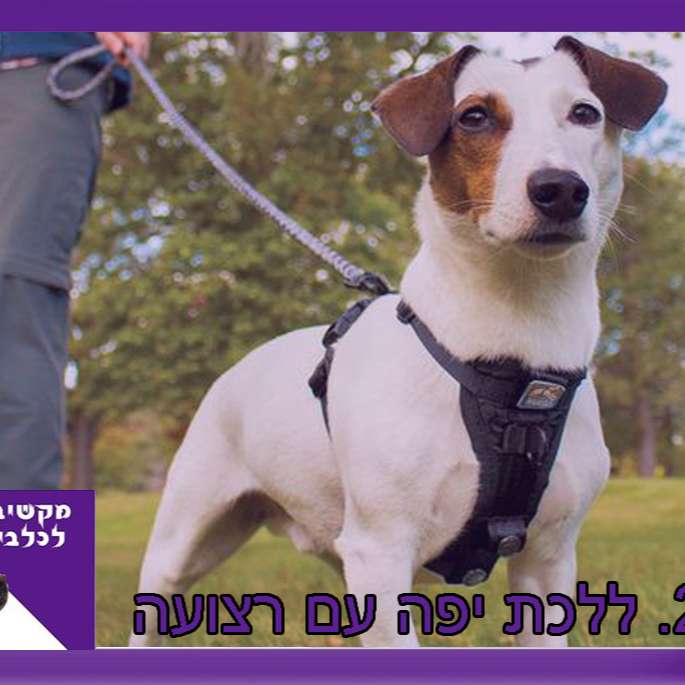 S1:E22 – ללכת יפה עם רצועה episode artwork