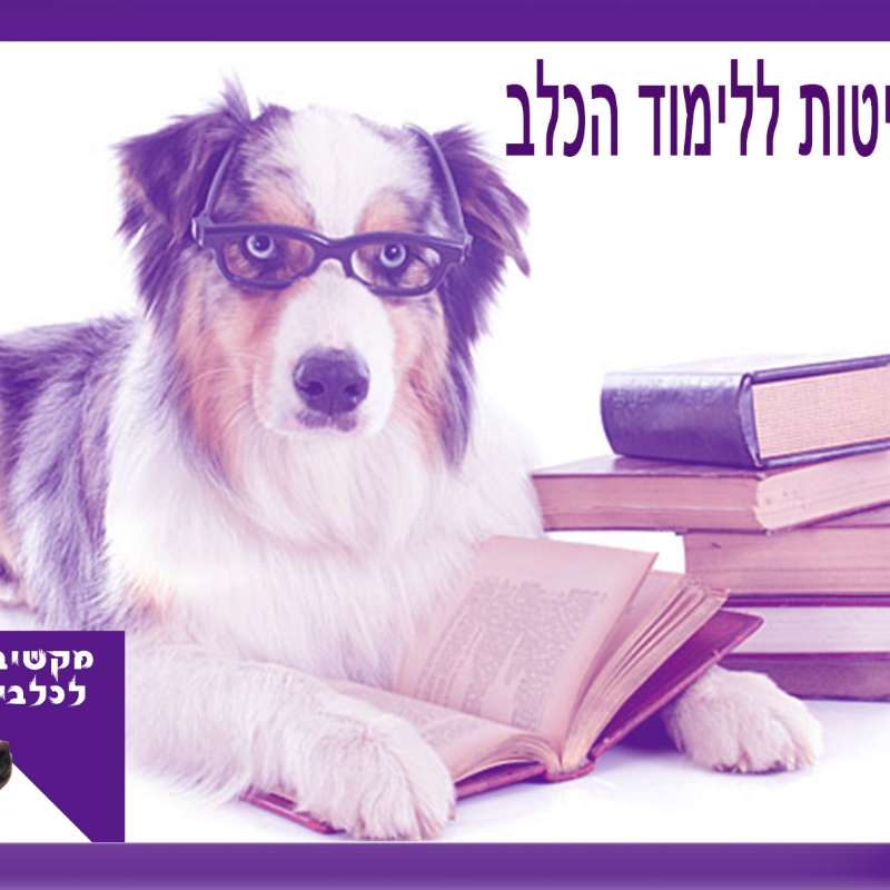 S1:E18 – שיטות לימוד לכלב