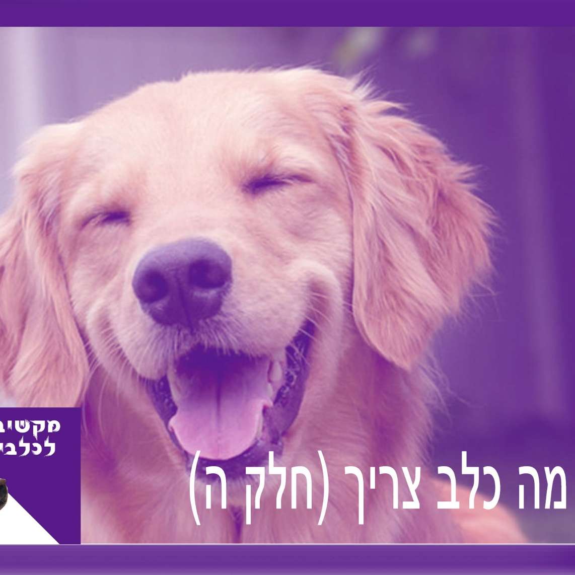 S1:E7 – מה כלב צריך - חלק ה