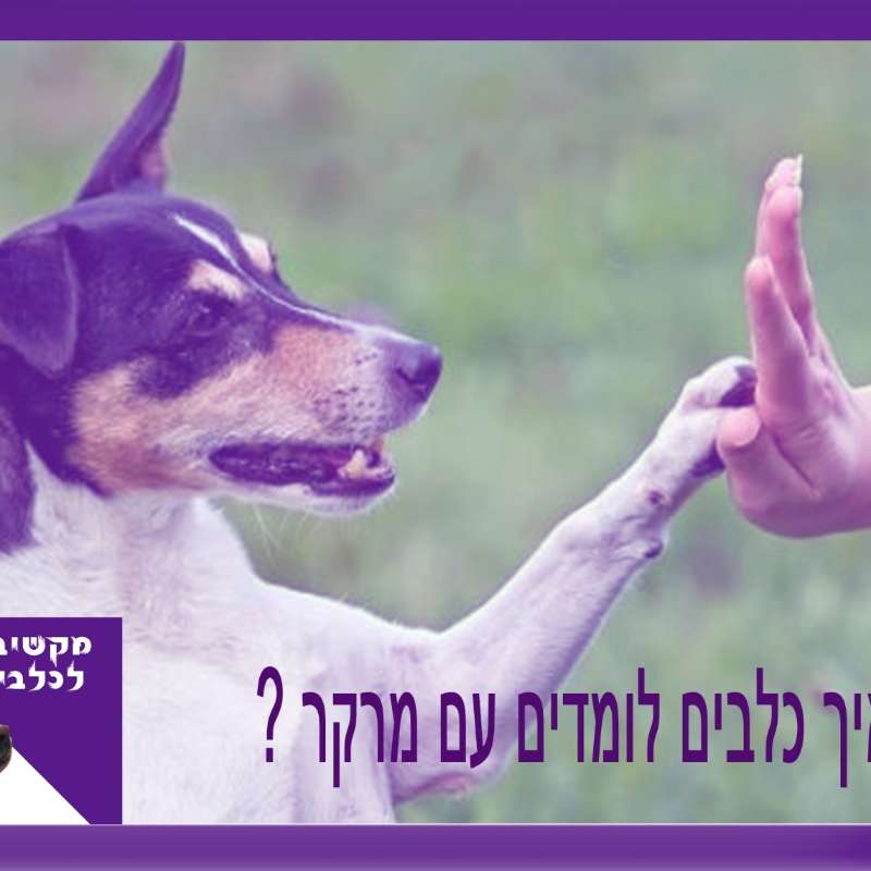 S1:E16 – איך כלבים לומדים עם מרקר