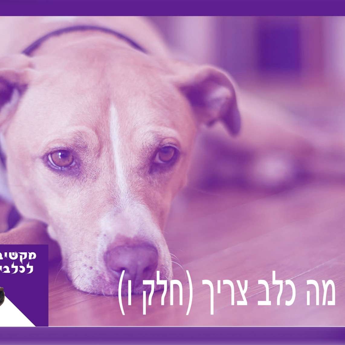 S1:E8 – מה כלב צריך - חלק ו