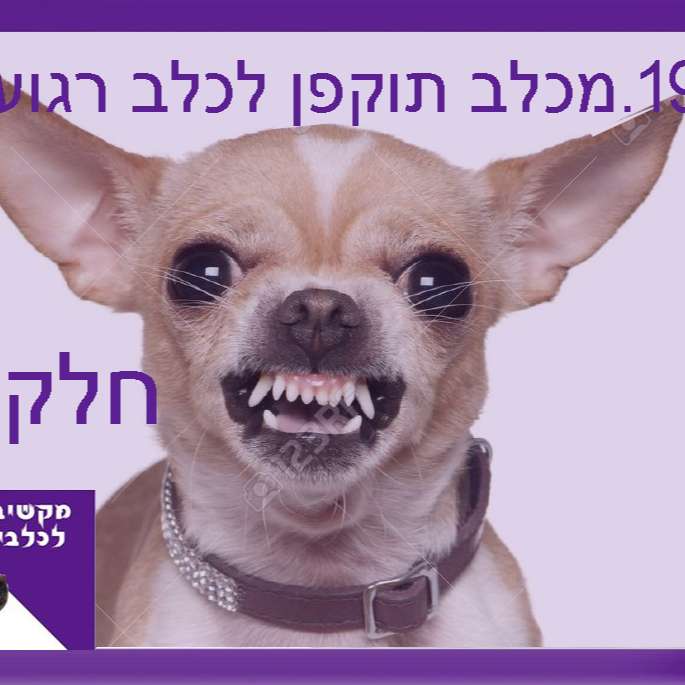 S1:E19 – מכלב תוקפן לכלב רגוע - חלק א