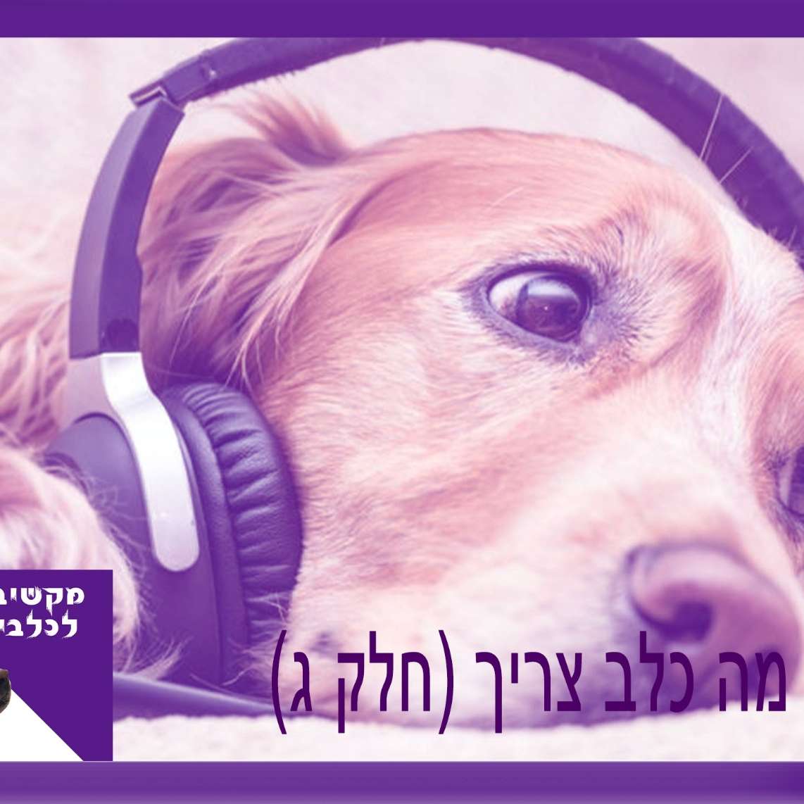 S1:E5 – מה כלב צריך - חלק ג