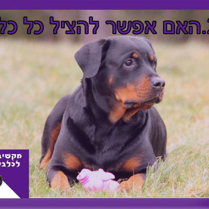 S1:E21 – האם אפשר להציל כל כלב episode artwork
