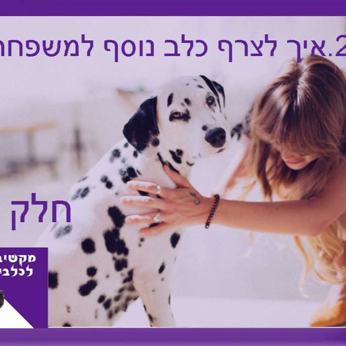 S1:E27 – איך לצרף כלב נוסף למשפחה - חלק א episode artwork