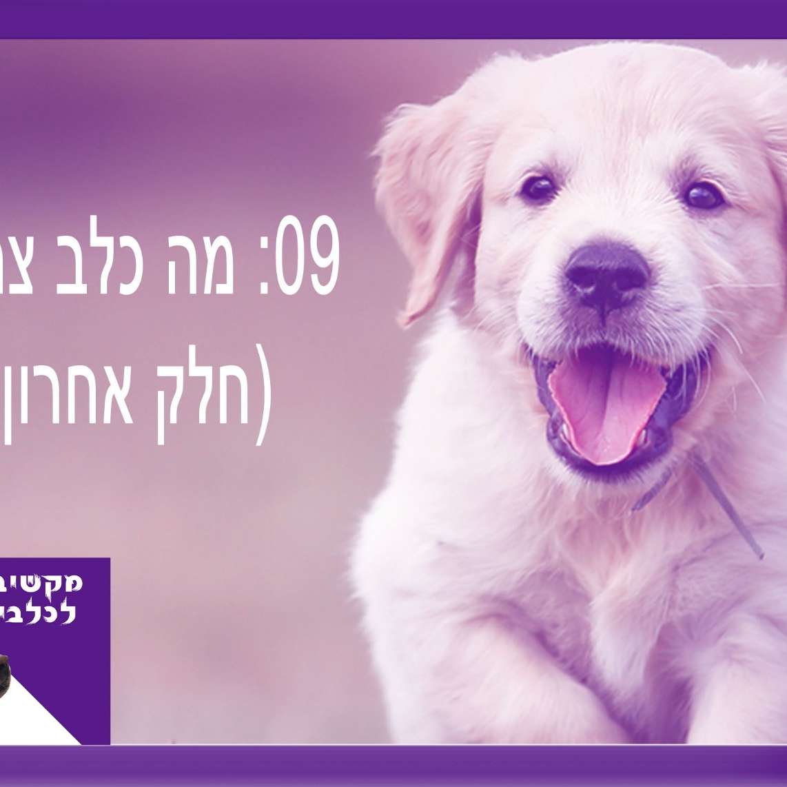 S1:E9 – מה כלב צריך - חלק אחרון