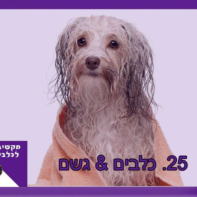 S1:E25 – כלבים וגשם episode artwork