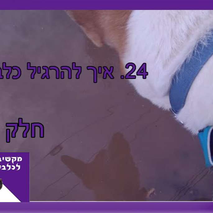 S1:E24 – איך להרגיל כלבים חלק ב episode artwork