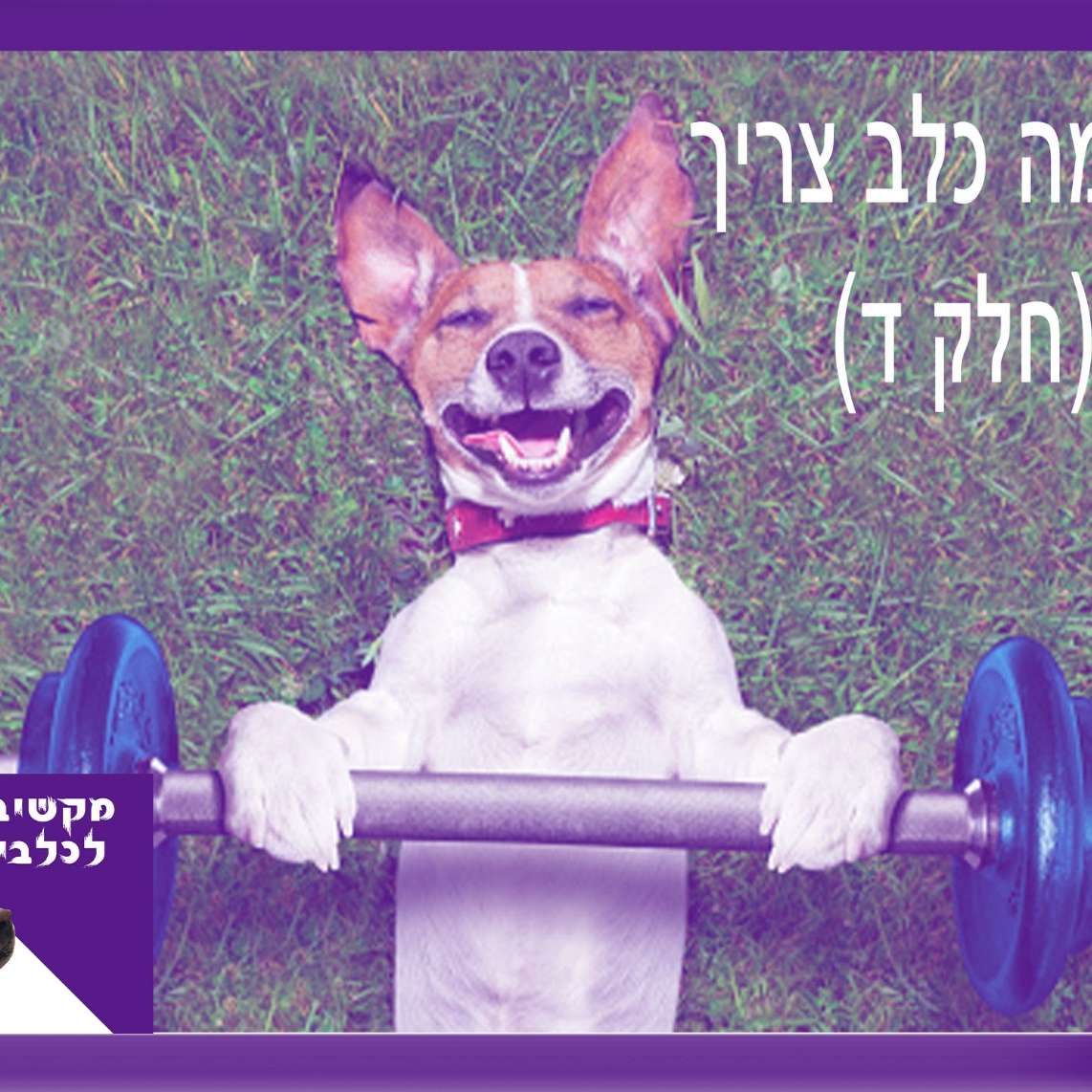 S1:E6 – מה כלב צריך - חלק ד