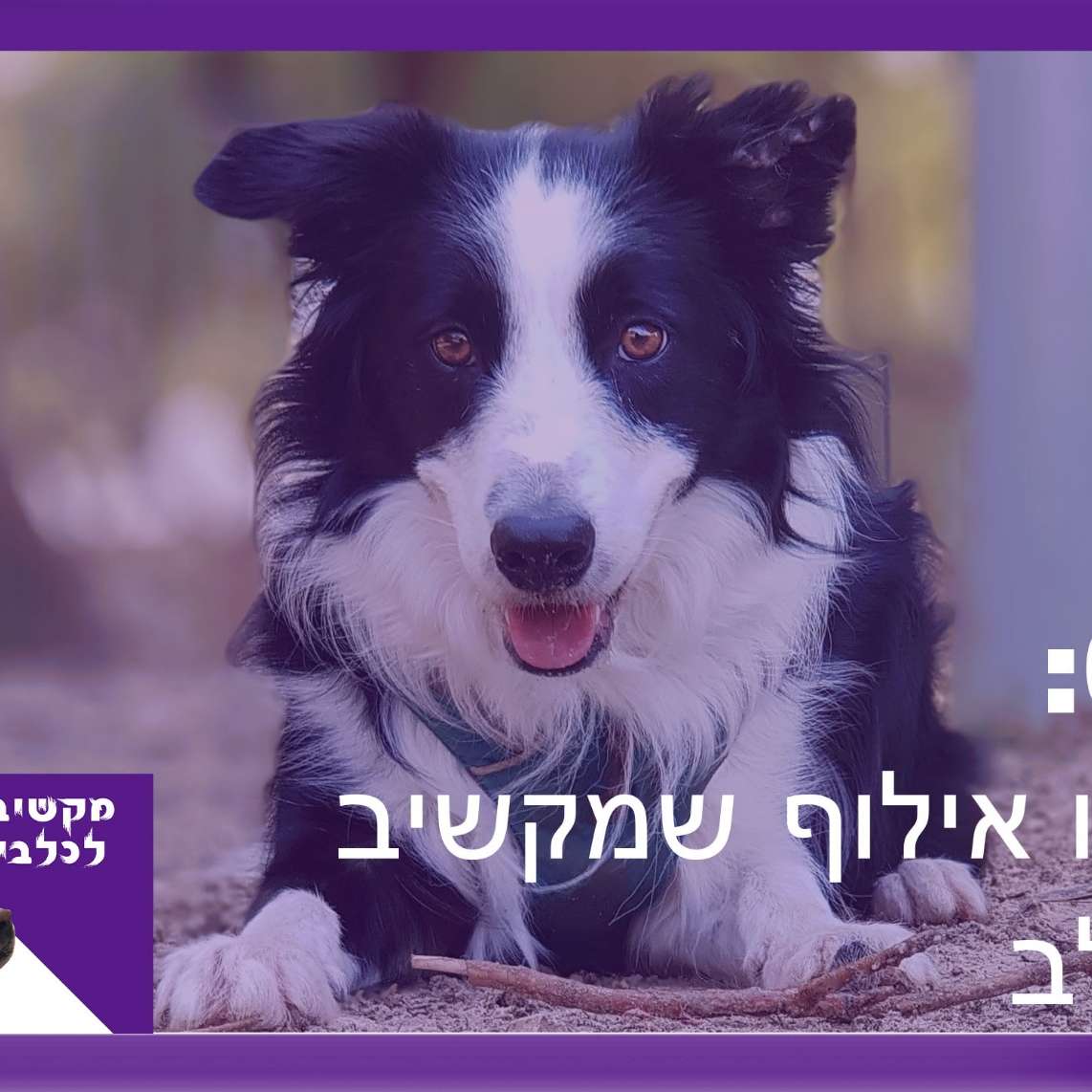 S1:E1 – מה זה אילוף שמקשיב לכלב