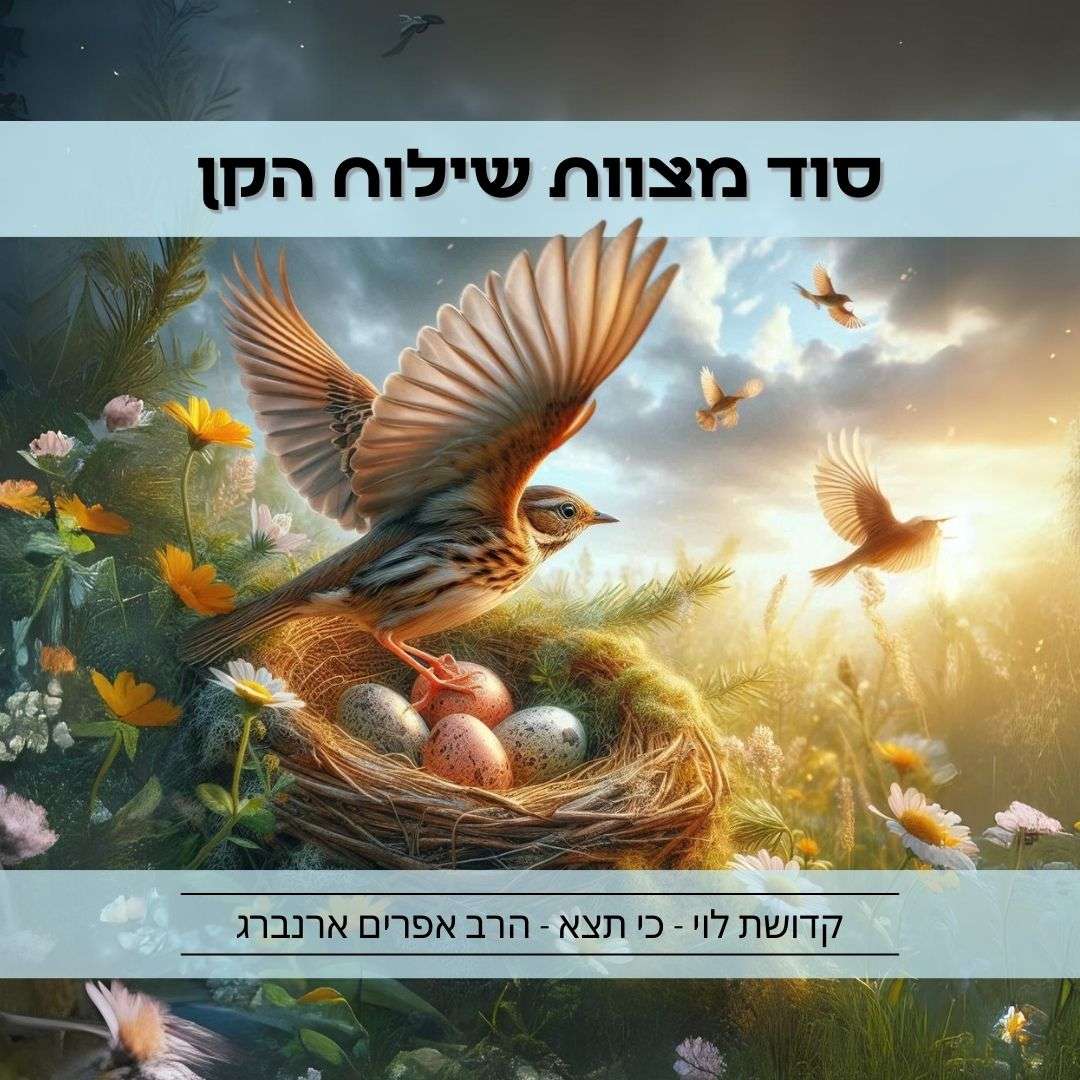 סוד מצוות שילוח הקן | קדושת לוי לפרשת כי תצא
