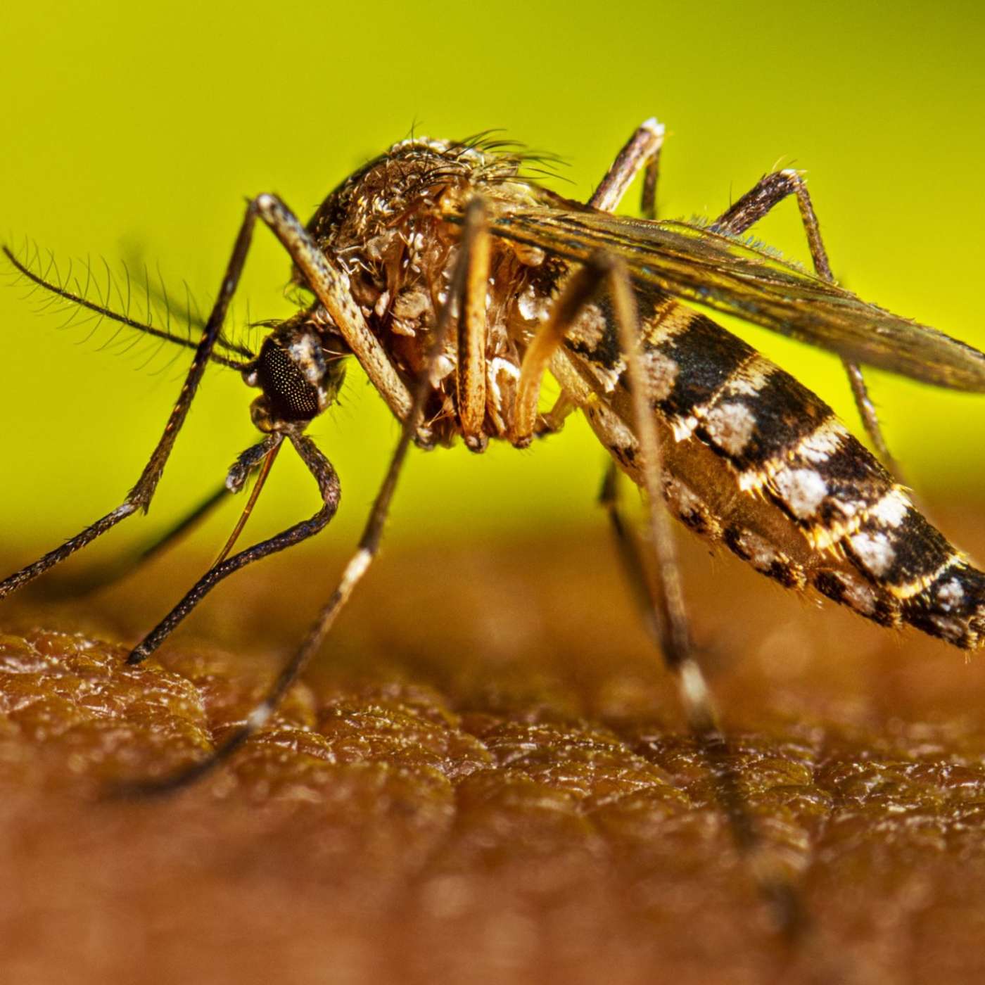 Florida confirms death from dengue as state struggles with recent outbreak