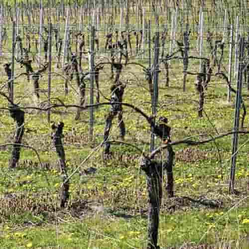 God's Pruning Is Good
