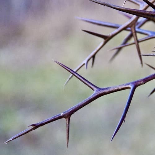 A Thorny, But Useful Reminder