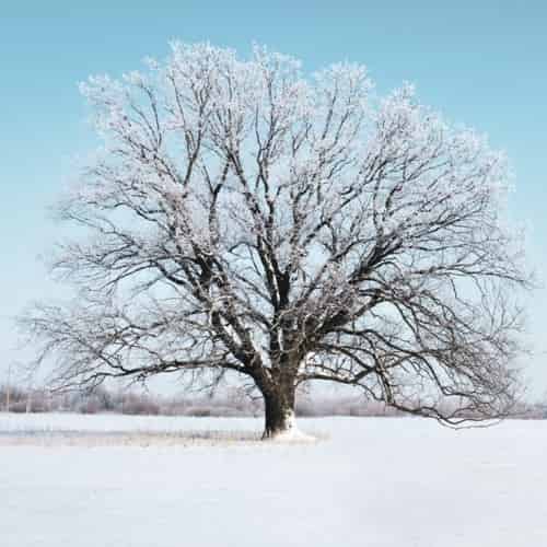 O Christmas ...Oak?