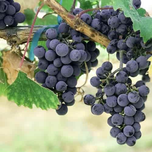 Fabulous Fruit, Winsome Witness
