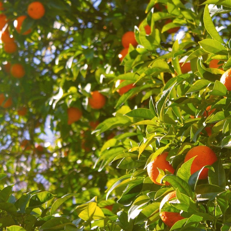 Eating from the Tree of Life