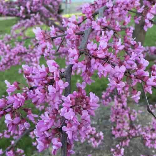 Redbuds And Repentance