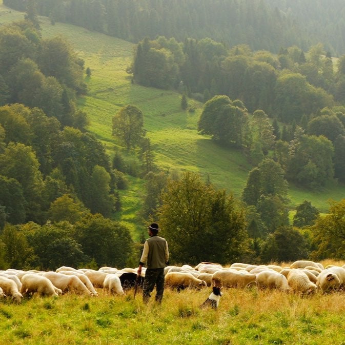 The Shepherd's Voice