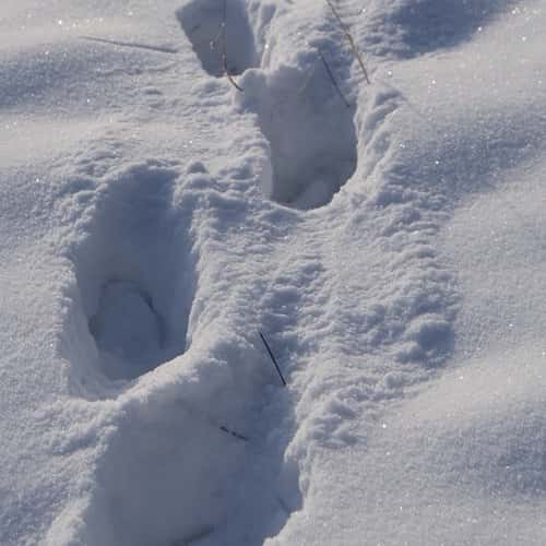 Footprints ... In The Snow