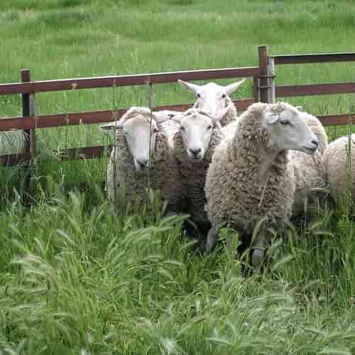 Sheep Security