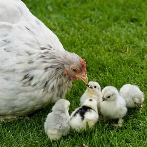 Gathered and Safe in His Care