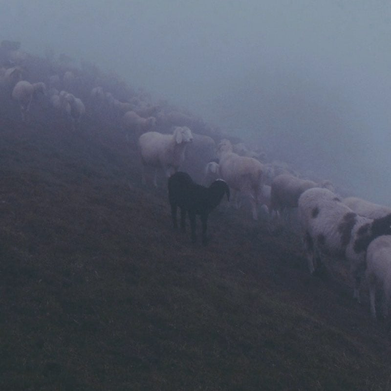A Shepherd In The Storm