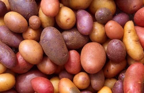No Small Potatoes