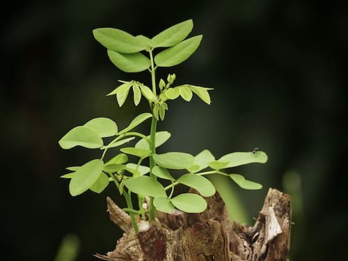O Come, Thou Branch of Jesse's Tree