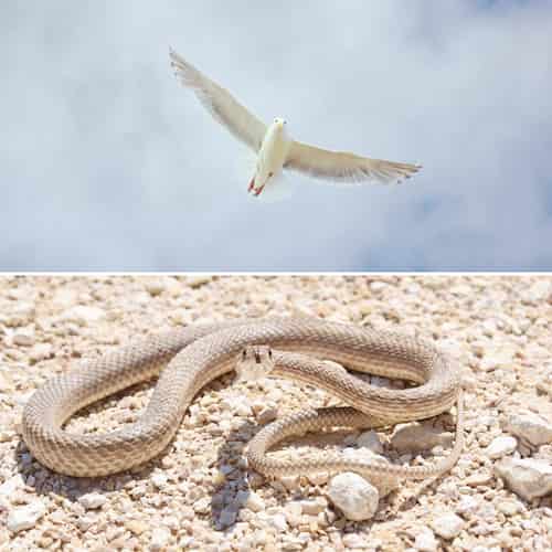Shrewd As Snakes, Innocent As Doves