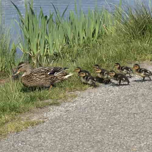 Lead, Follow, Or Get Out Of The Way? Not Quite