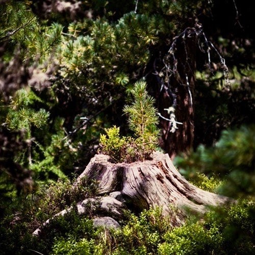A Shoot From The Stump