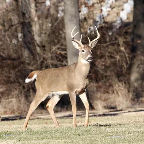 Leap Like A Deer