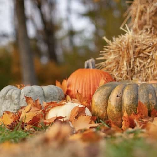 Thanksgiving Guidelines ... From Paul