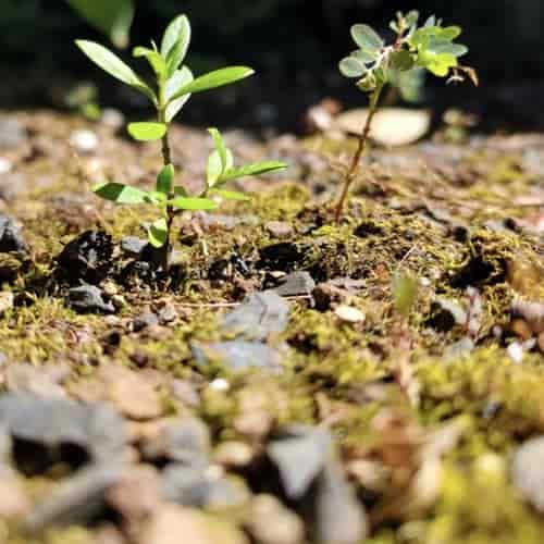 The Seed That Fell On Rocky Places