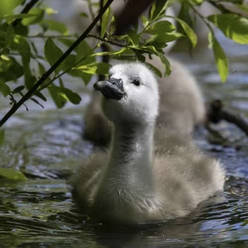 Who Is The 'Ugly Duckling' In This Story?