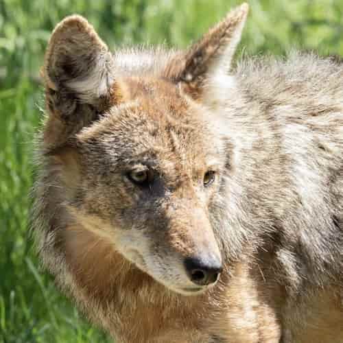 Cat 1, Coyote 0