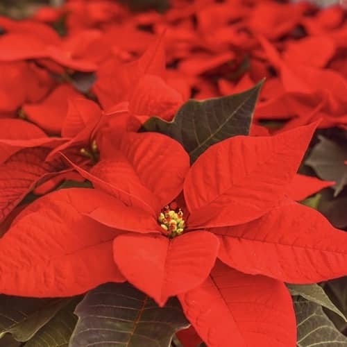 Christmas Poinsettias