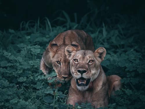 Crouching Sin, Hidden Lion