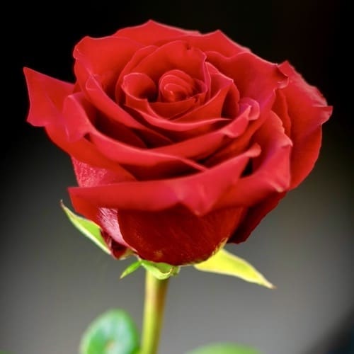 Love Never Fails ... Really?