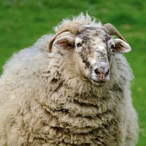 It's Great To Be Counted Among The Sheep Of His Hand