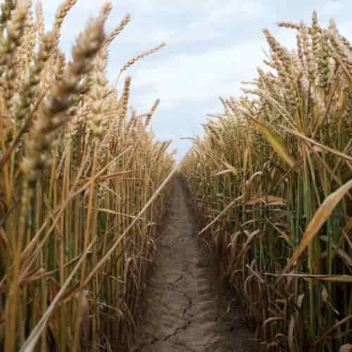 The Seed Sown Along The Path