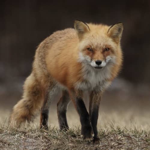 A Fox in the Henhouse