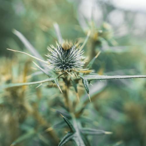 The Seed That Fell Among Thorns