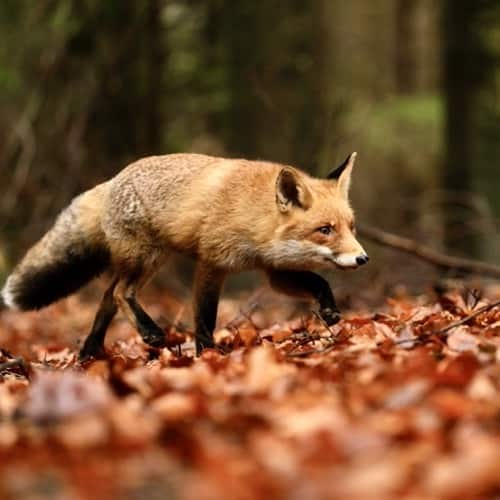 Foiling A Fox